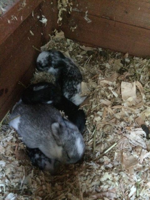 growing bunnies