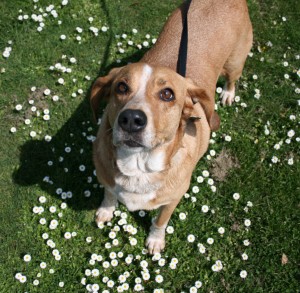 Mia and flowers part of my crazy making