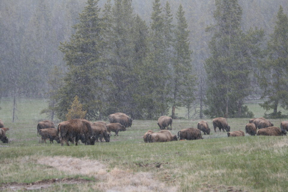 Bison herd Yellowstone National Park